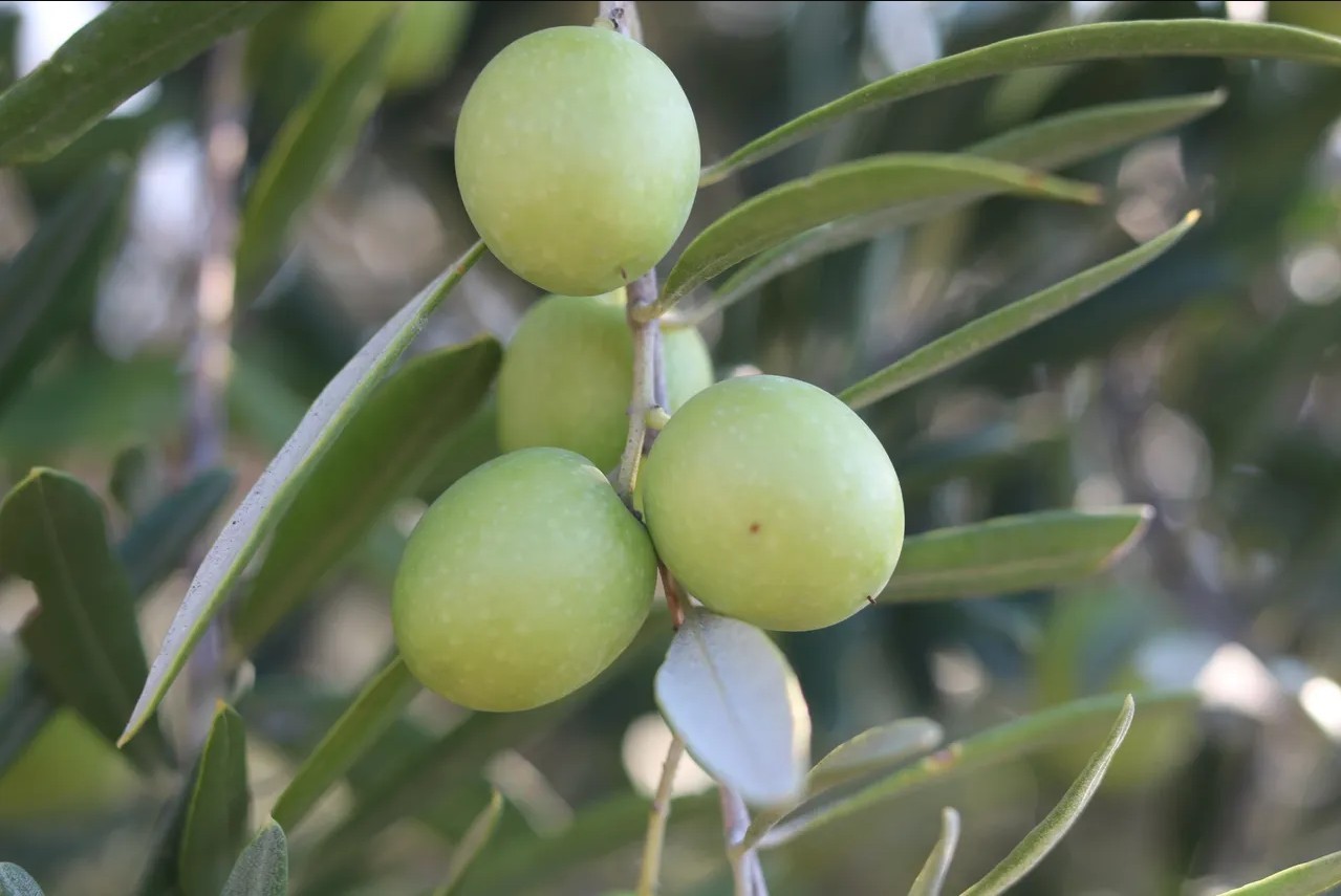 Domat Zeytin Fidanı