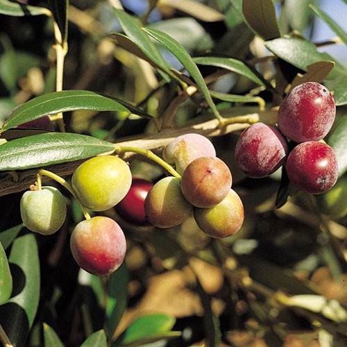 Arbequina (Bodur) Zeytin Fidanı