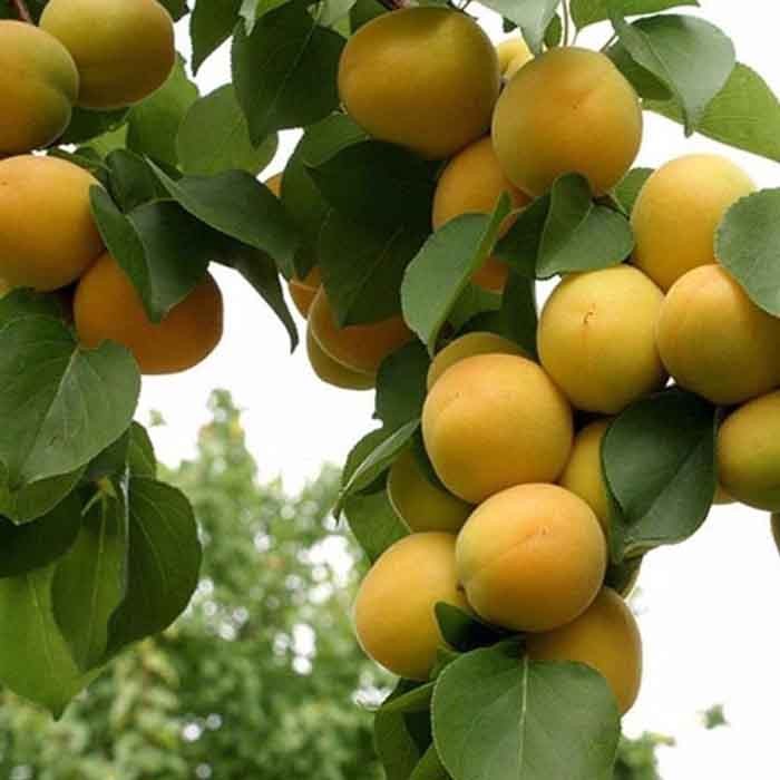 Apricos (Iğdır Şalak) Kayısı Fidanı