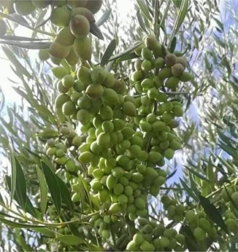 Koroneiki (Bodur) Zeytin Fidanı