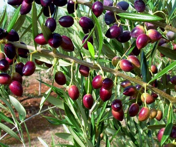 Koroneiki (Bodur) Zeytin Fidanı