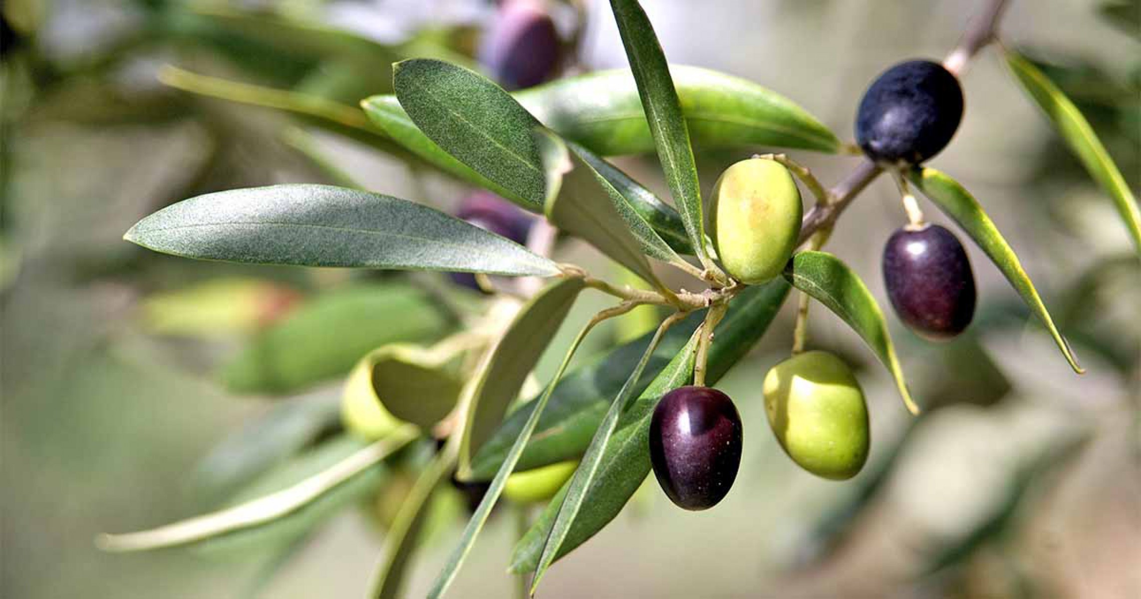 Gemlik (Trilye) Zeytin Fidanı