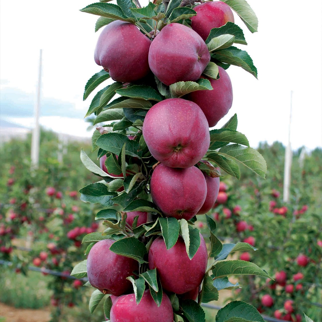 Scarlet Spur Elma Fidanı