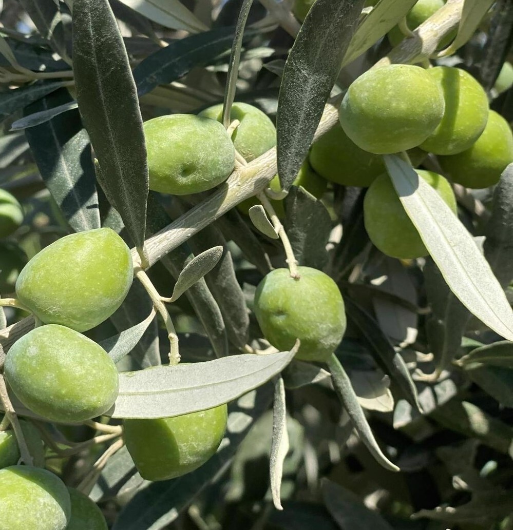 Gemlik (Trilye) Zeytin Fidanı