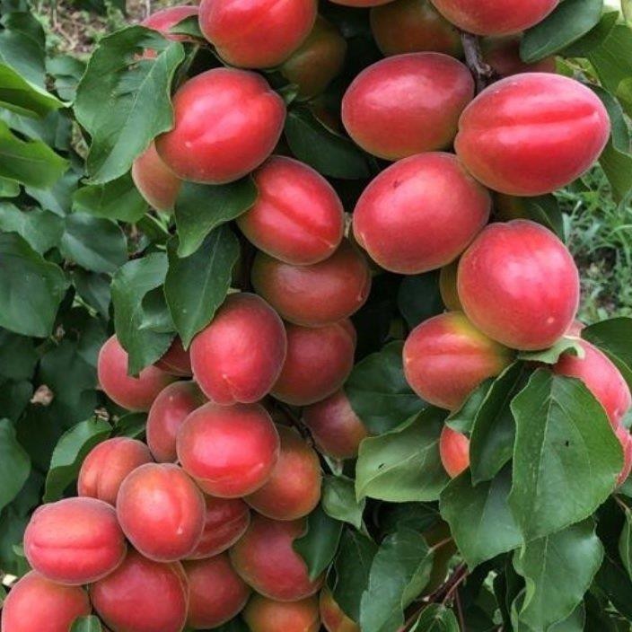 Perfect Red Kayısı Fidanı