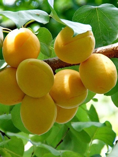 Apricos (Iğdır Şalak) Kayısı Fidanı