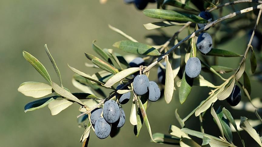 Gemlik (Trilye) Zeytin Fidanı