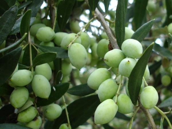 Koroneiki (Bodur) Zeytin Fidanı