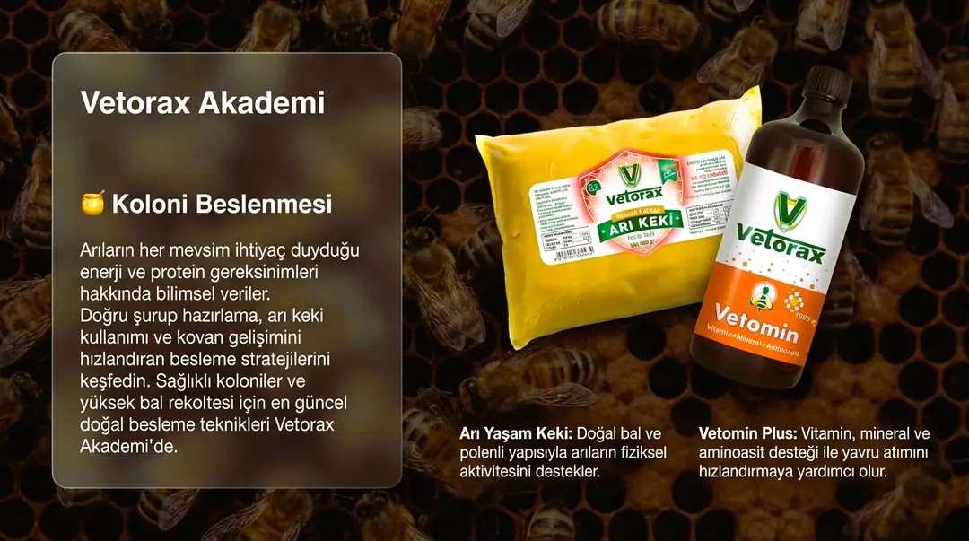 Koloni Beslenmesi ve Aminoasit