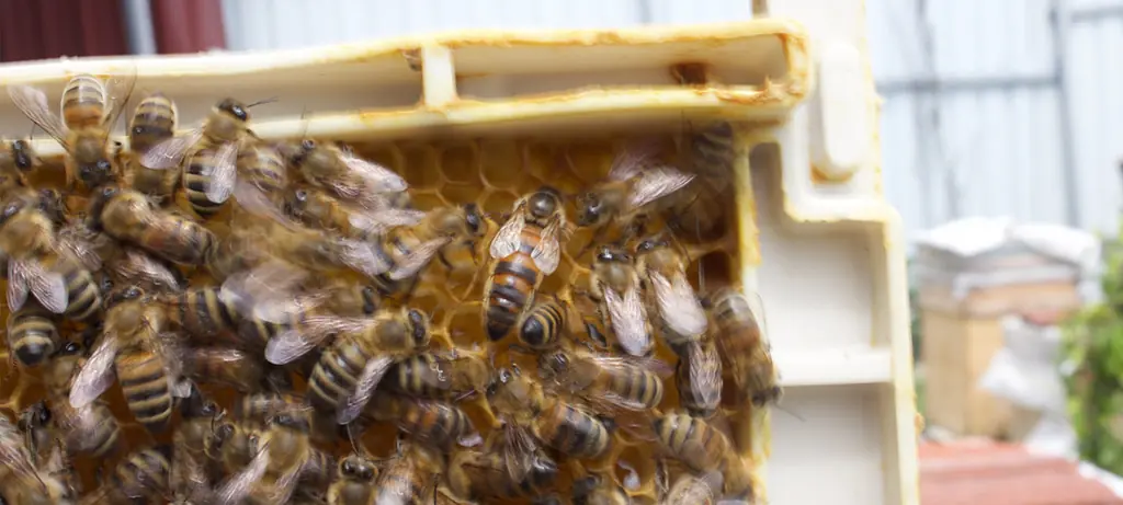 Arı Bağırsağında Denge