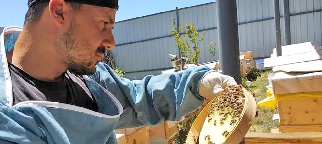 Arılarda Premiks Kullanımı