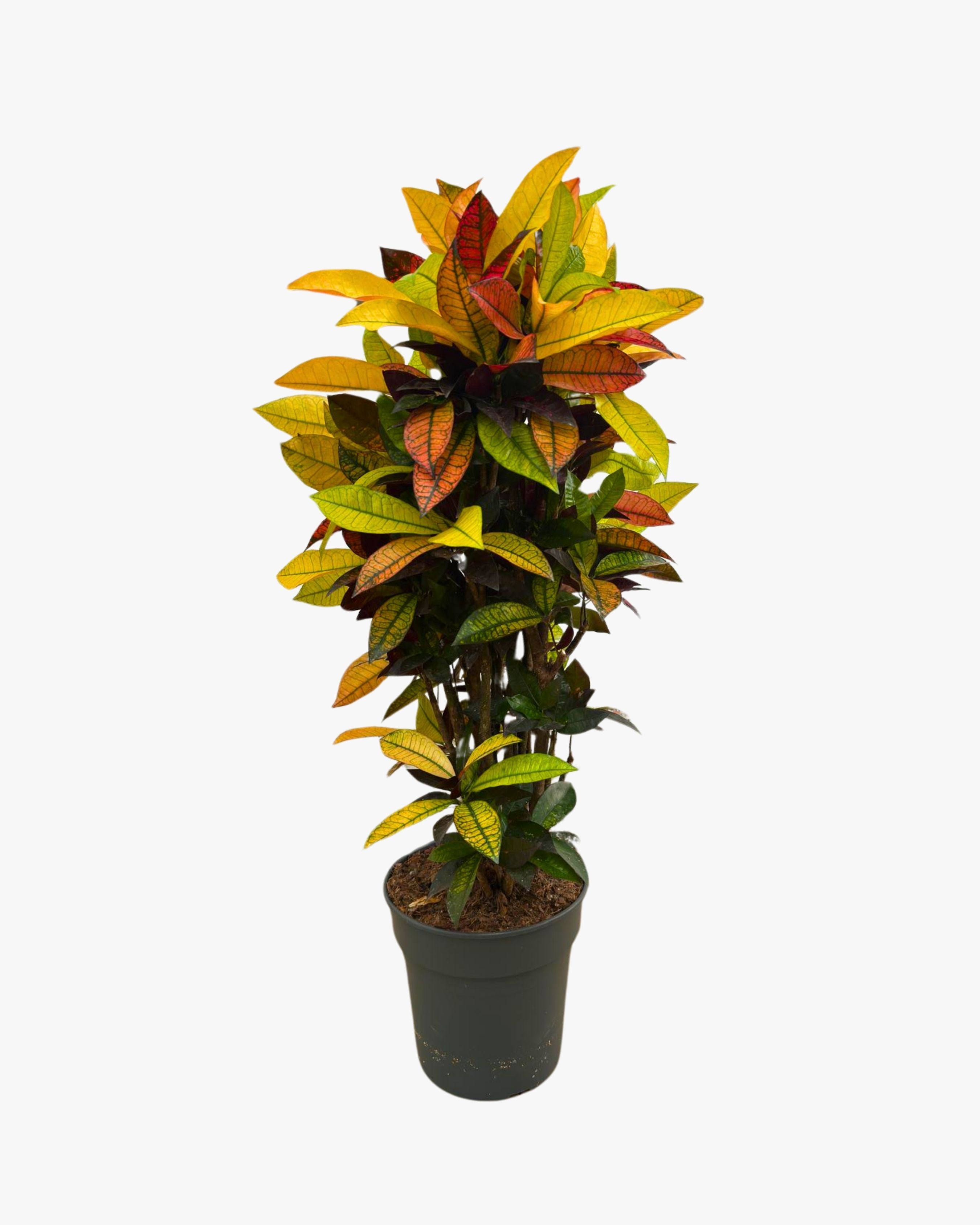 Kroton Bitkisi XL (Kraton - Croton Iceton)
