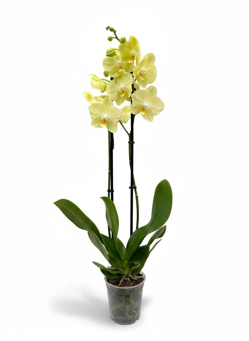 6'lı Paket Premium Sarı Orkide Seti (2 Dallı Phalaenopsis)