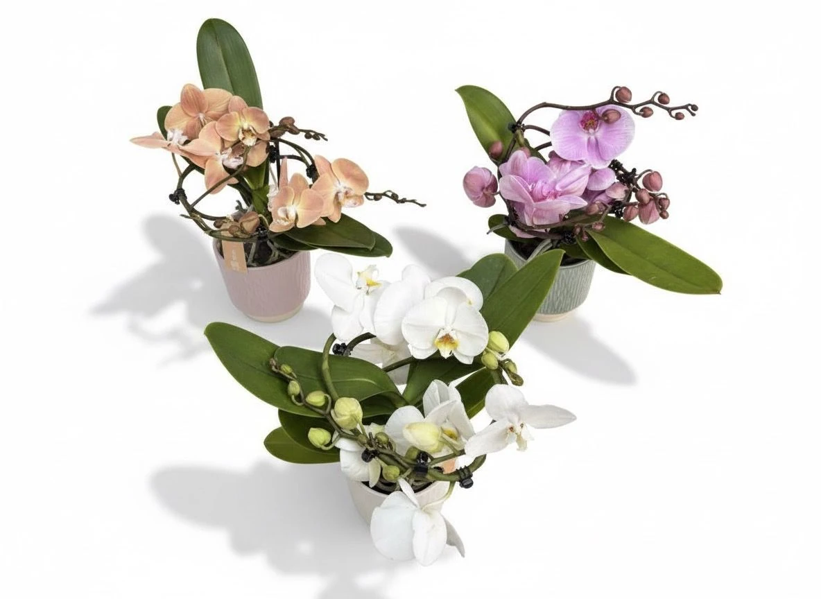Seramik Saksılı Spiral Orkide (Premium Phalaenopsis)