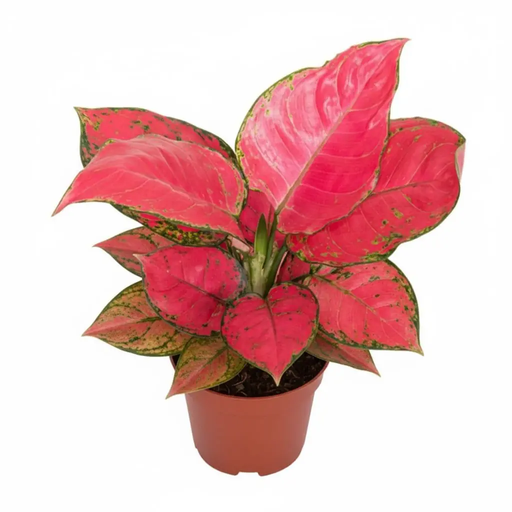 Çin Herdemyeşili (Aglaonema Red Joy)| Bitkim.com