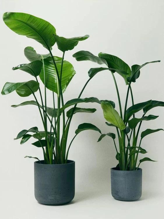 Starliçe - 3 Köklü XL (Cennet Kuşu Çiçeği - Strelitzia Nicolai)