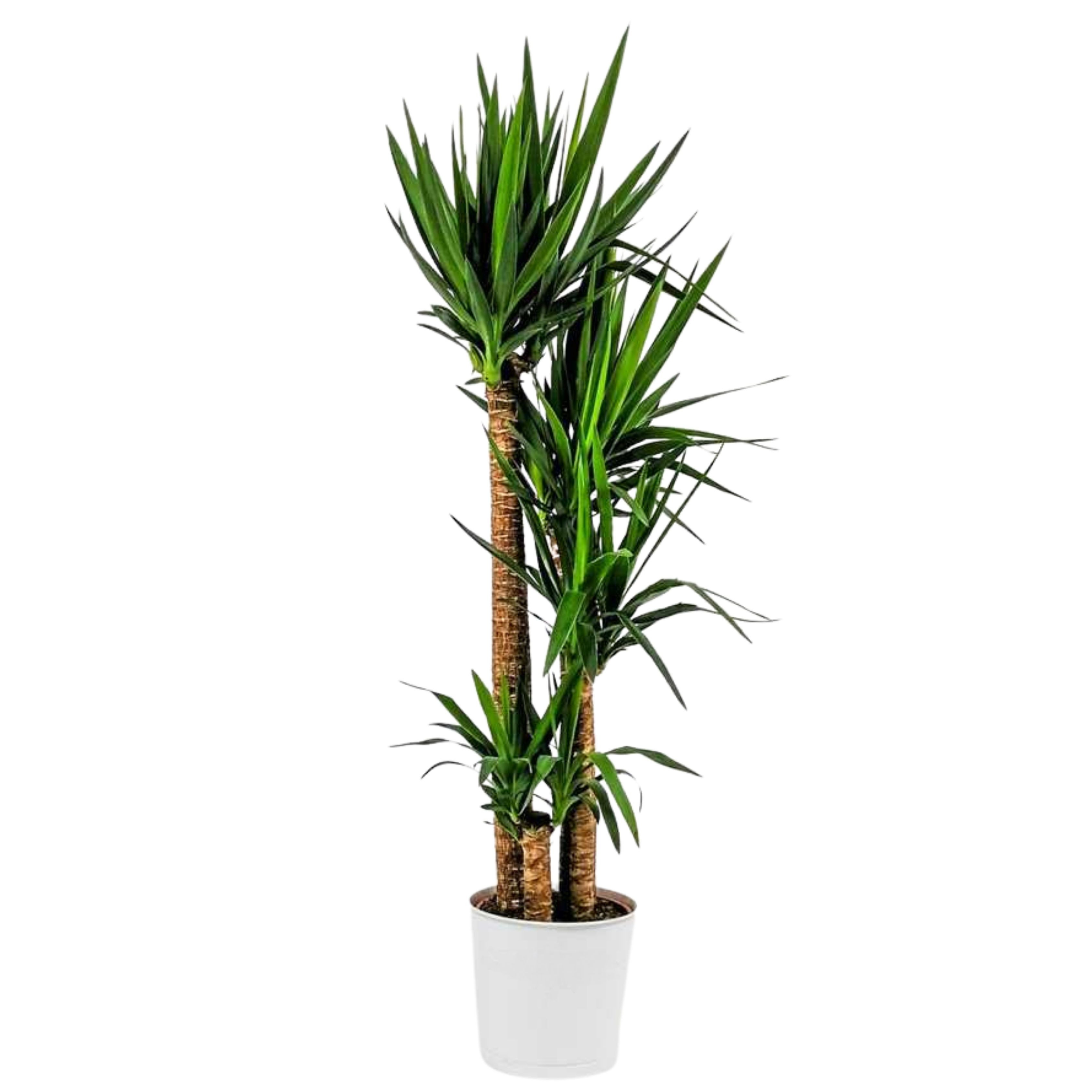 4 Gövdeli Yuka Çiçeği - Uzun XXL (Avize Çiçeği - Yucca Elephantipes)