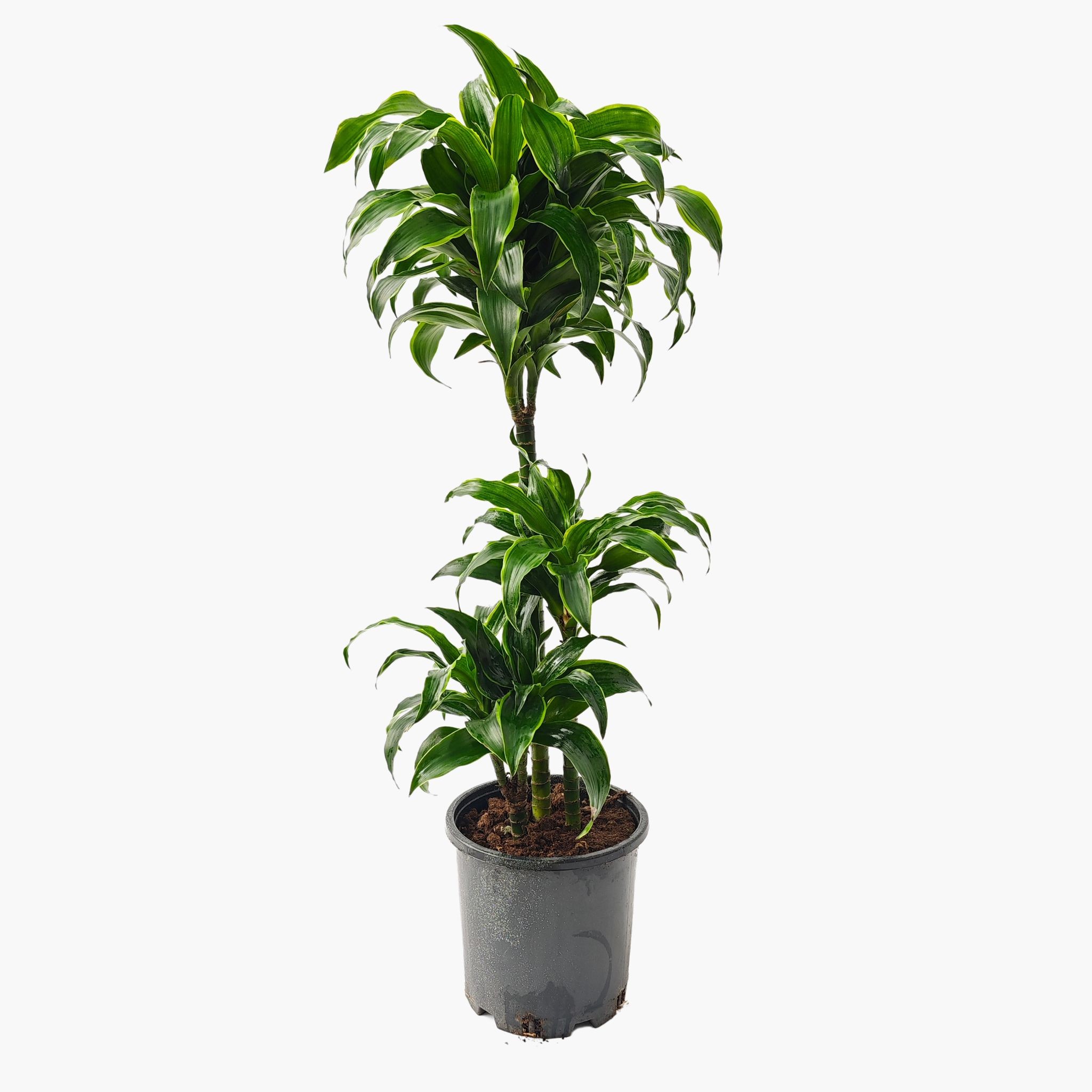 3 Gövdeli Dracaena Dorado - Large (Dracena Fragrans Dorado)