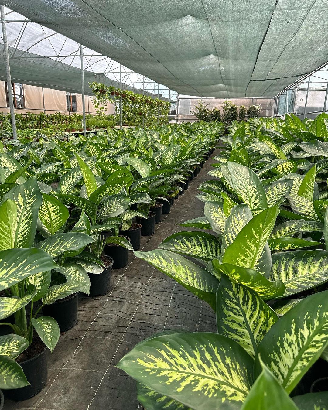 Difenbahya Large (Ağlayan Çiçek - Dieffenbachia Tropik Snow)