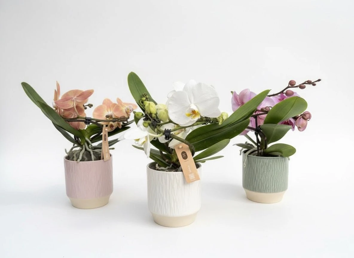 Seramik Saksılı Spiral Orkide (Premium Phalaenopsis)