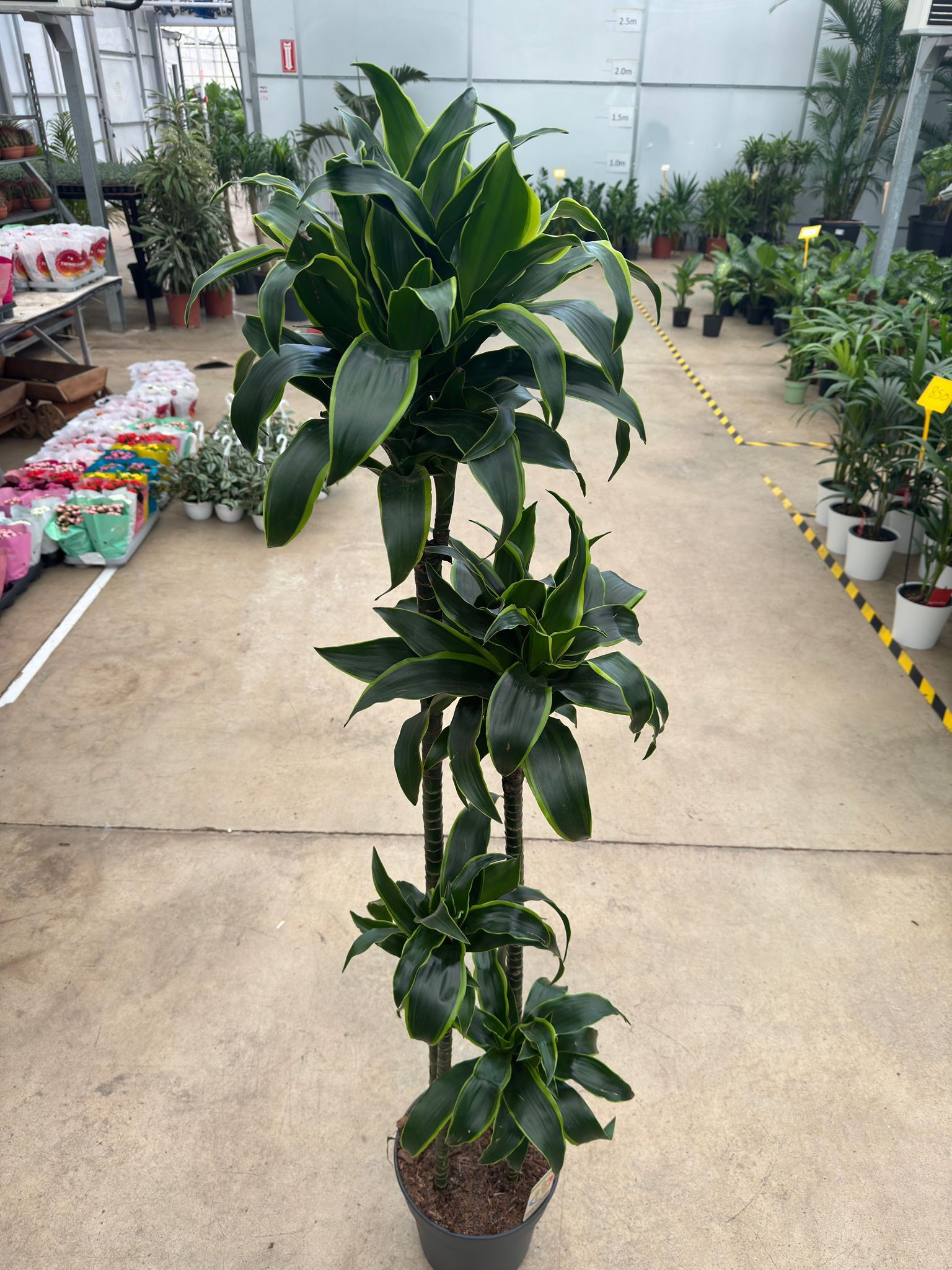 4 Gövdeli Dracaena Dorado - XL (Dracena Fragrans Dorado)