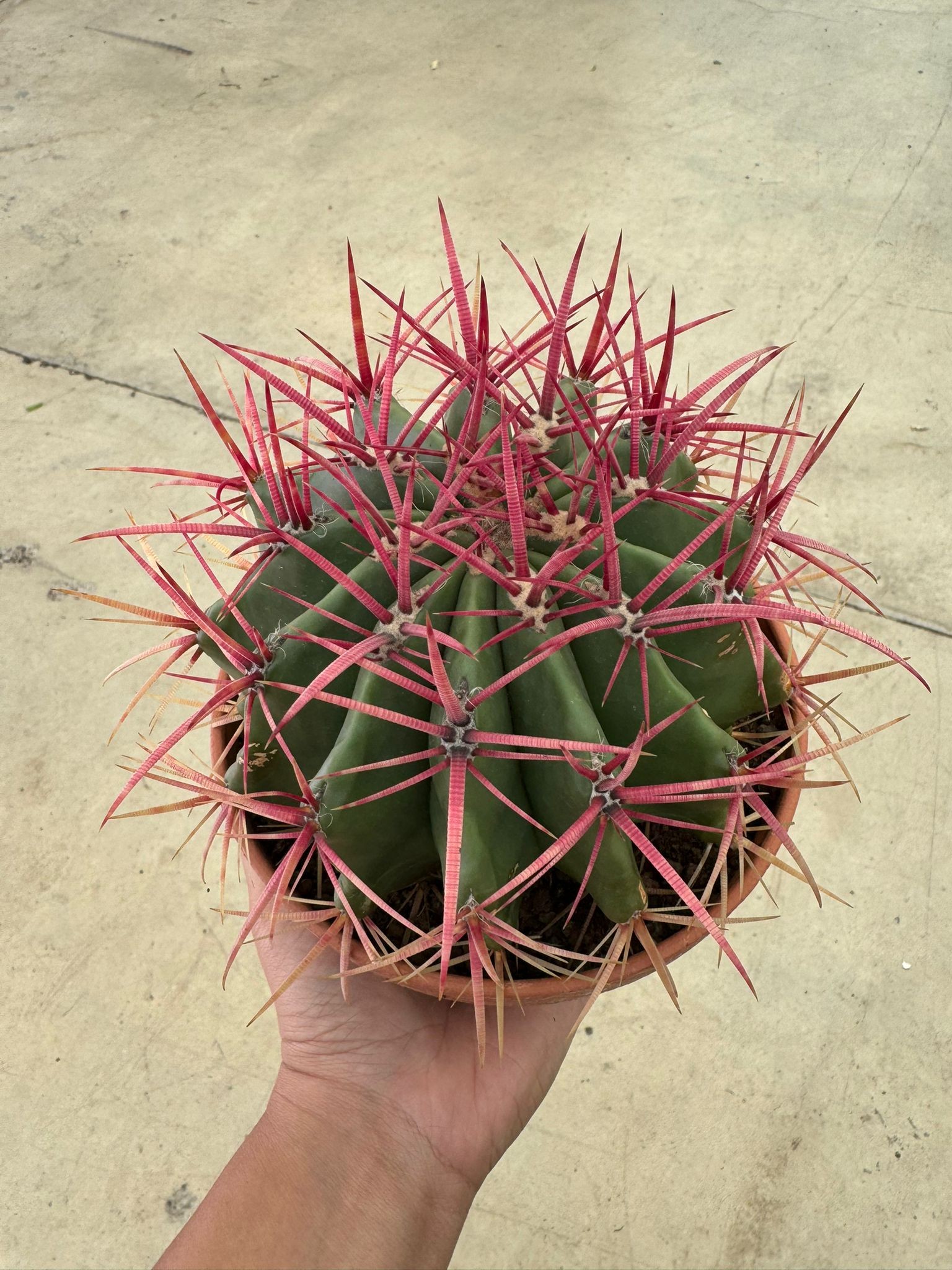 Kaktüs (Ferocactus Stainesii)