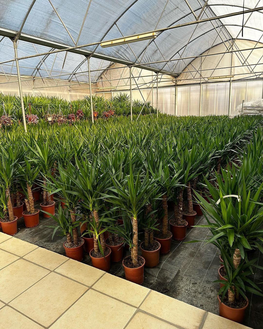 2 Gövdeli Yuka Çiçeği Large (Avize Çiçeği - Yucca Elephantipes)