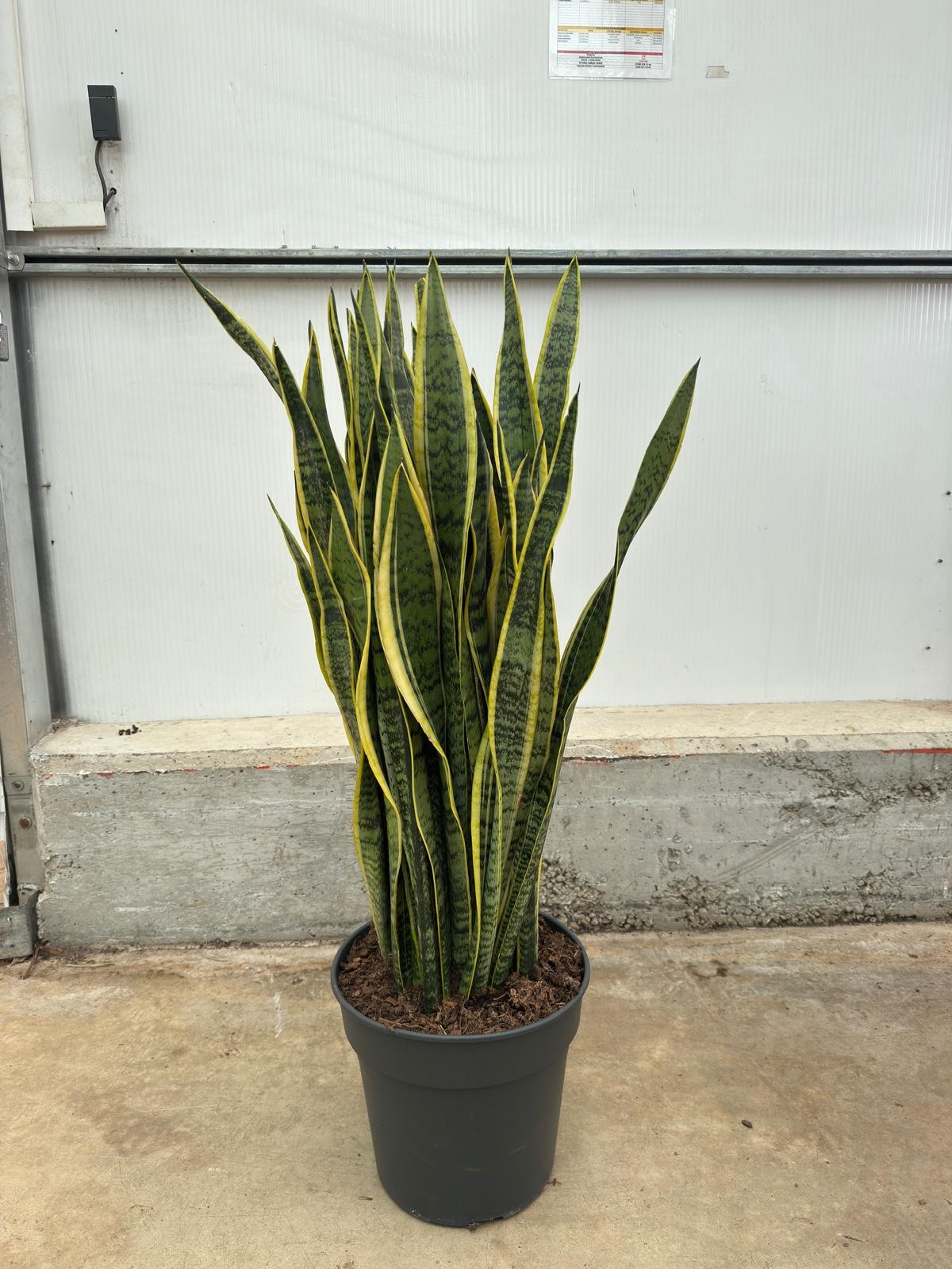Paşa Kılıcı Çiçeği - Kılıç Çiçeği (Sansevieria Trifasciata Laurentii)