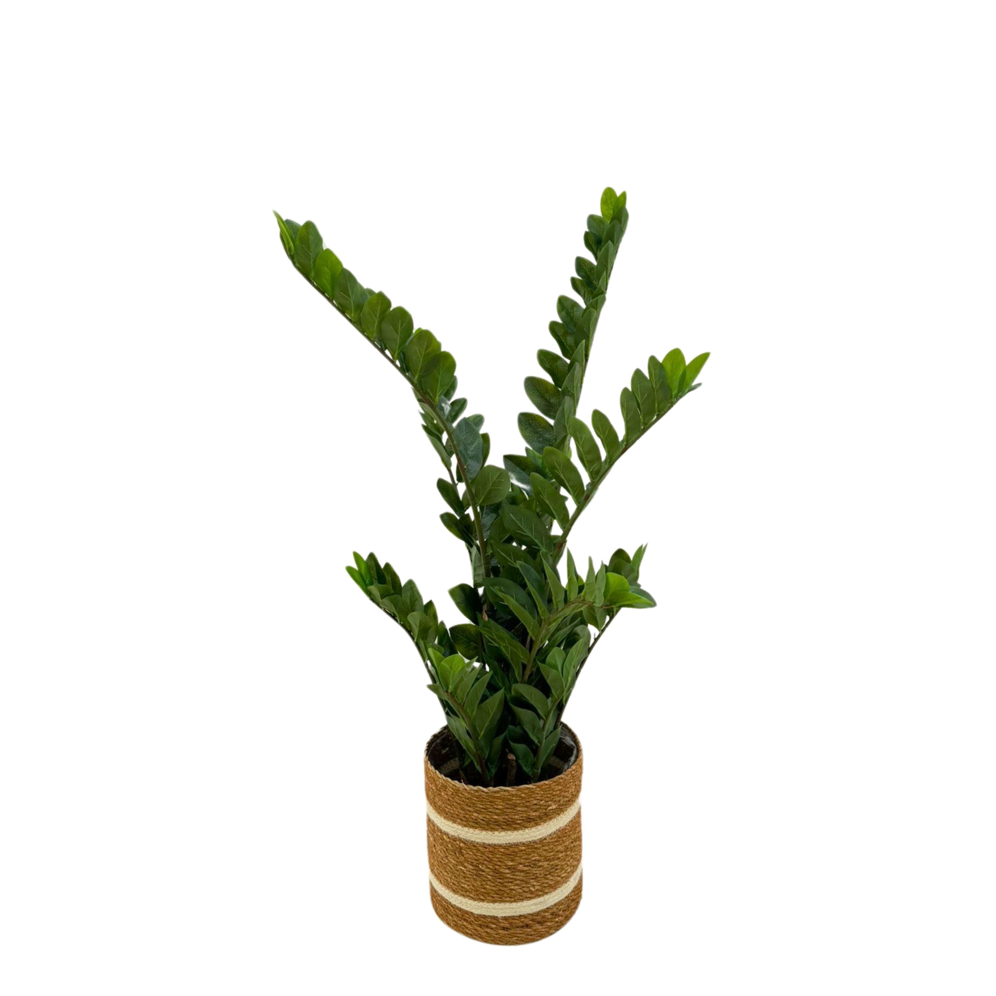 Yapay Zamia (Zeze - Zamioculcas Zamiifolia)