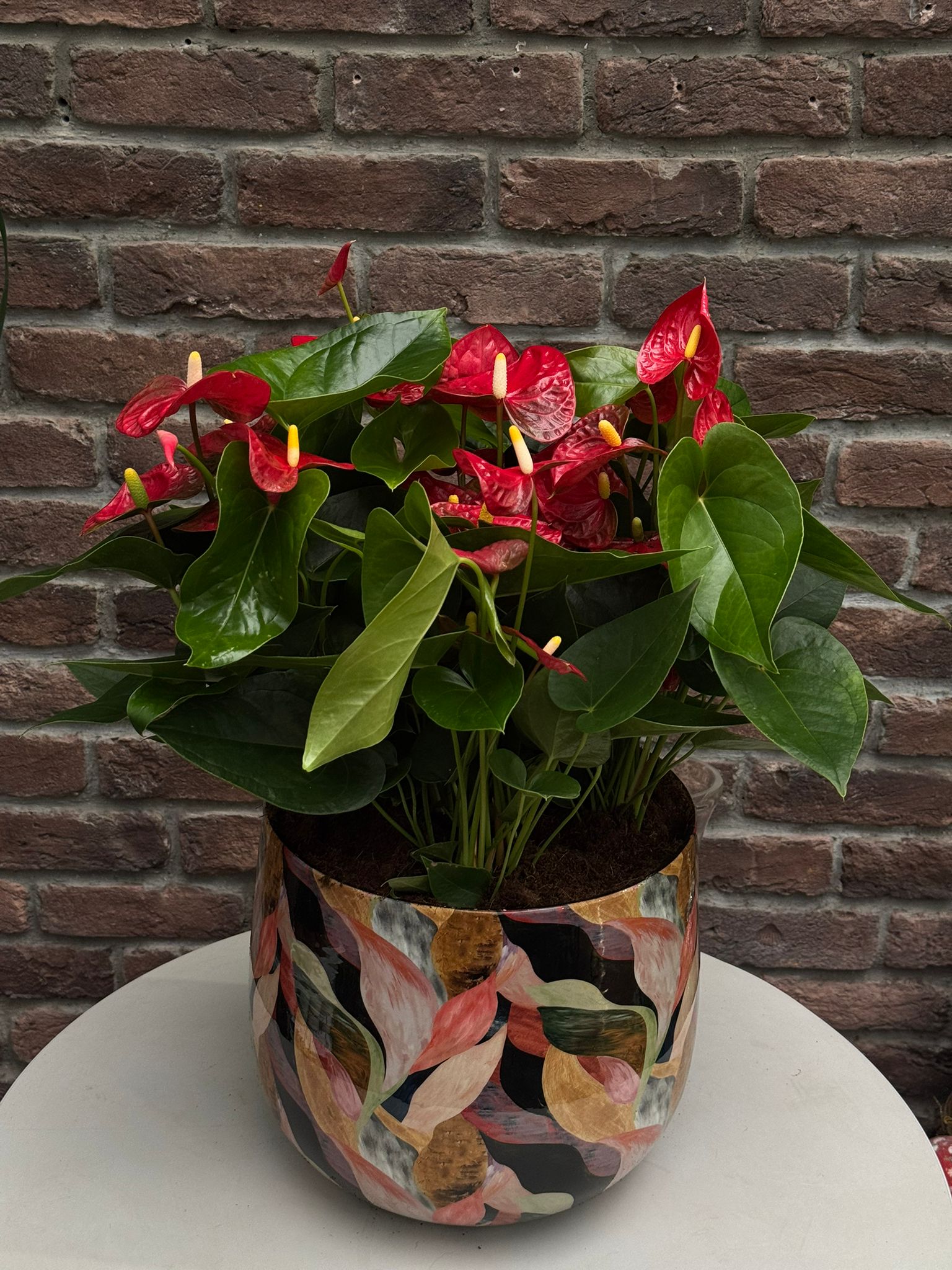 Krmz Antoryum (Flamingo iei - Anthurium) - Pembe Metal Saksl Large  | Bitkim.com