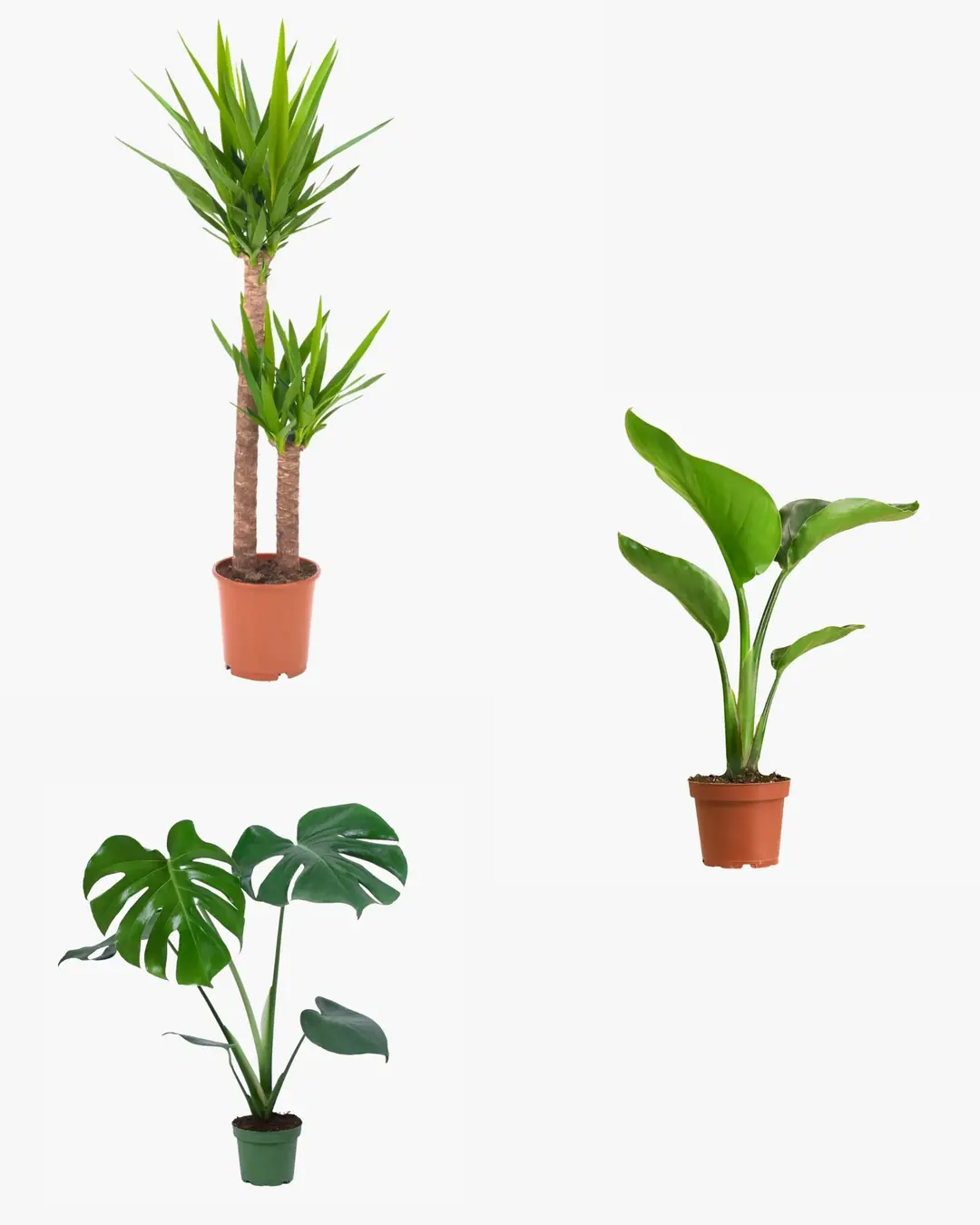 philodendron strawberry shake kaufen Philodendron 'Strawberry Shake'  The Plant Lady SF