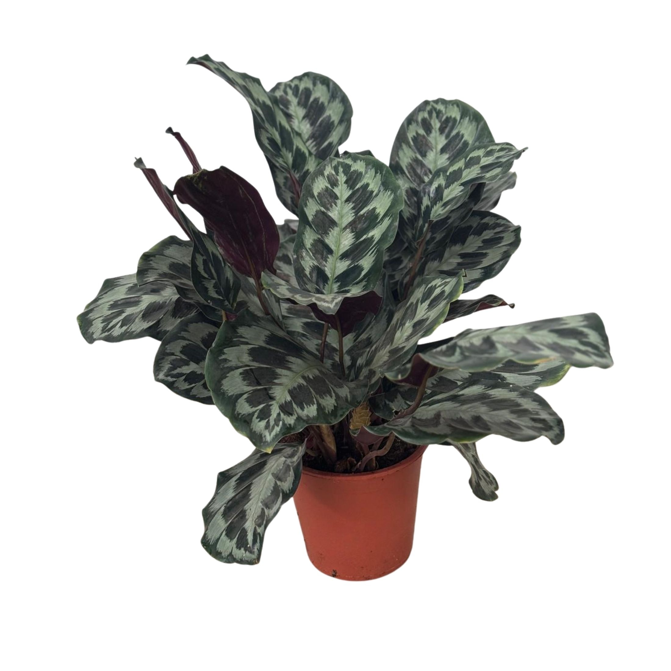 Dua Çiçeği (Kalatya Helen Kennedy - Calathea  Helen Kennedy)