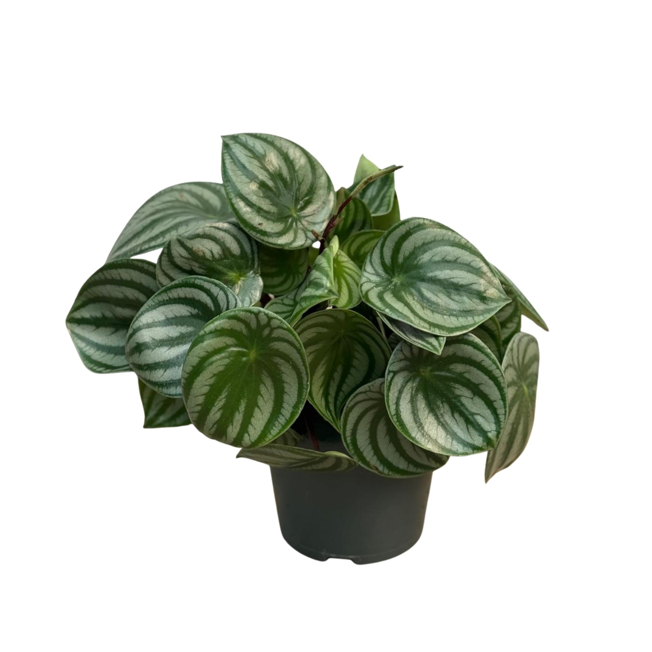 Zümrüt Dalgası Bitkisi (Peperomia Watermelon)
