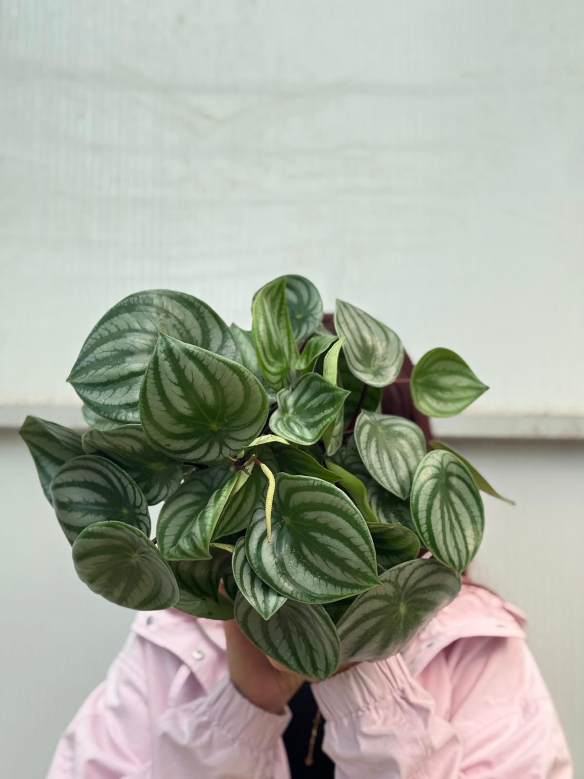 Zümrüt Dalgası Bitkisi (Peperomia Watermelon)