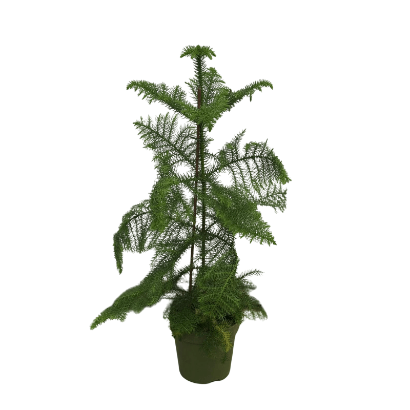 Arokarya Salon Çamı (Araucaria Heterophylla)