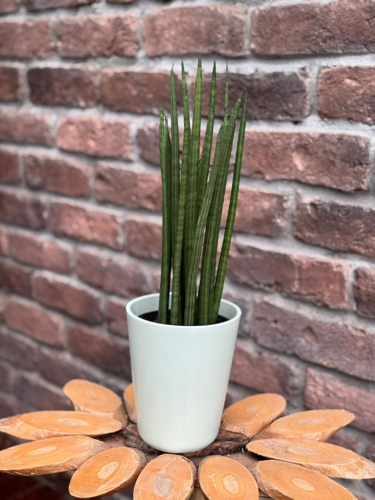 Seramik Saksılı Paşa Kılıcı Çiçeği (Sansevieria Cylindrica)