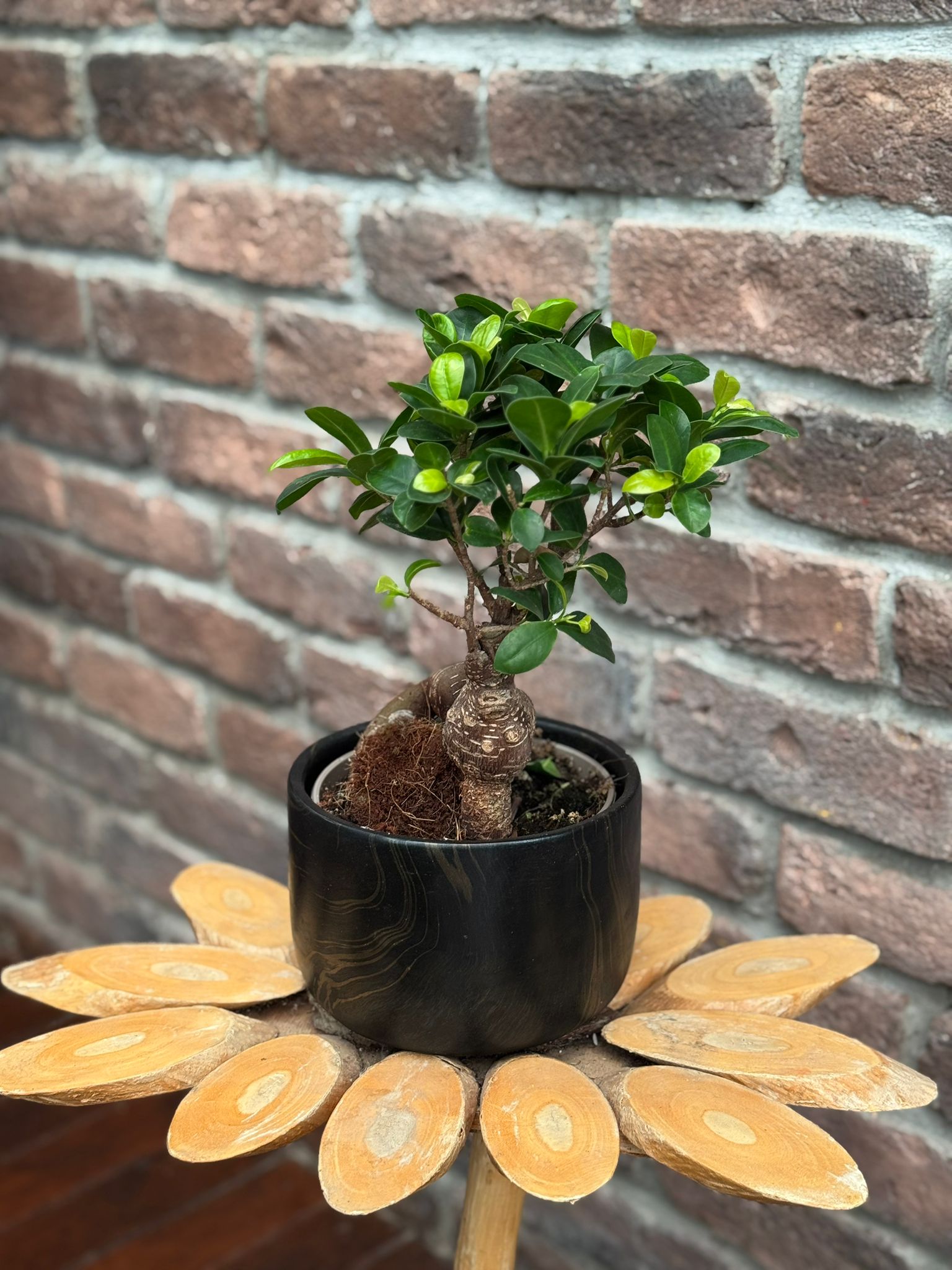 Seramik Saksılı Bonsai Ağacı - XL (Ficus Microcarpa Ginseng)