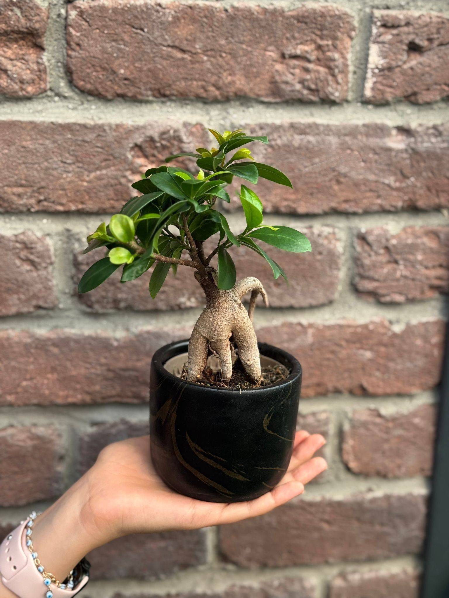 Seramik Saksılı Bonsai Ağacı - Medium (Ficus Microcarpa Ginseng)