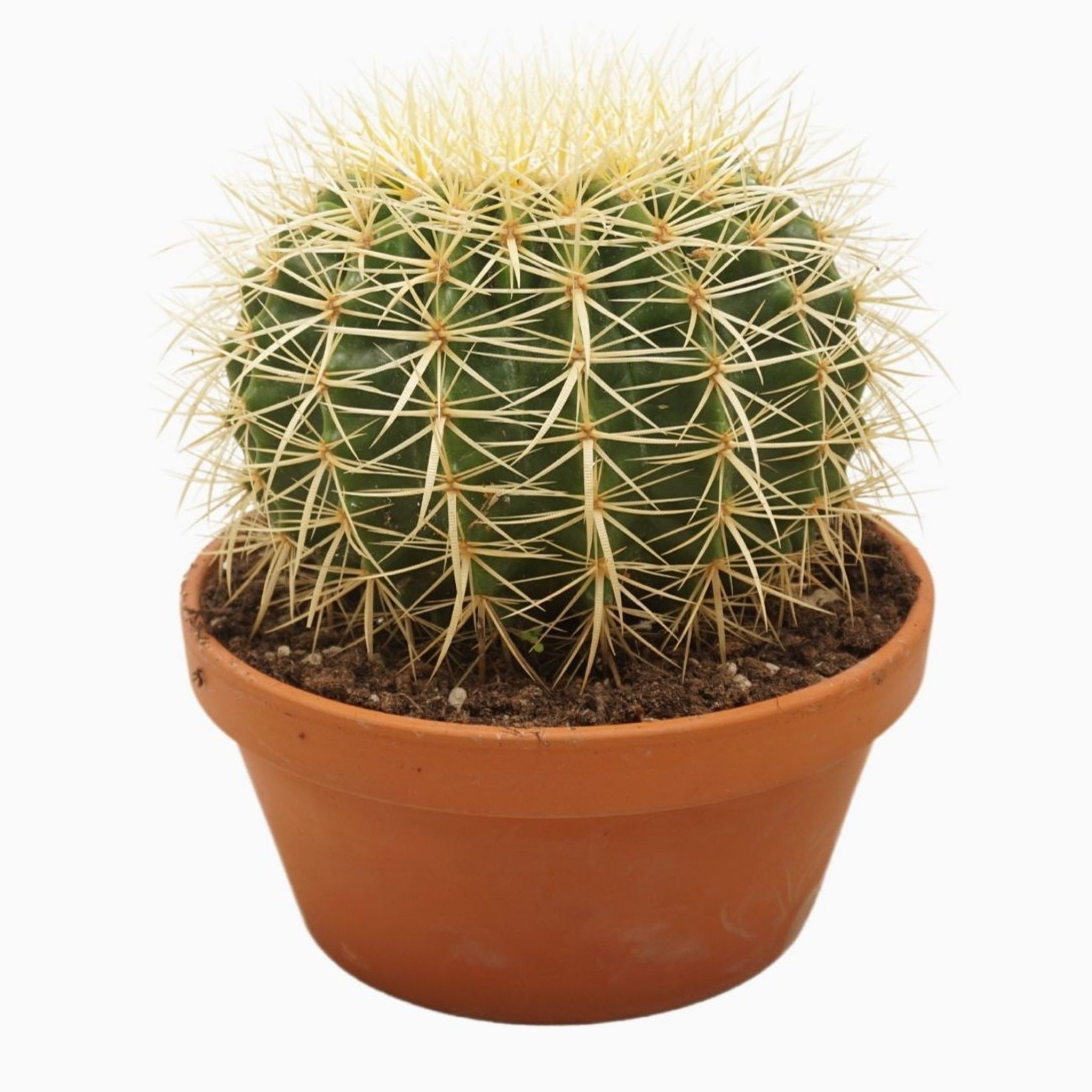 Altınfıçı Kaktüsü - Large (Ekino - Echinocactus Grusonii)