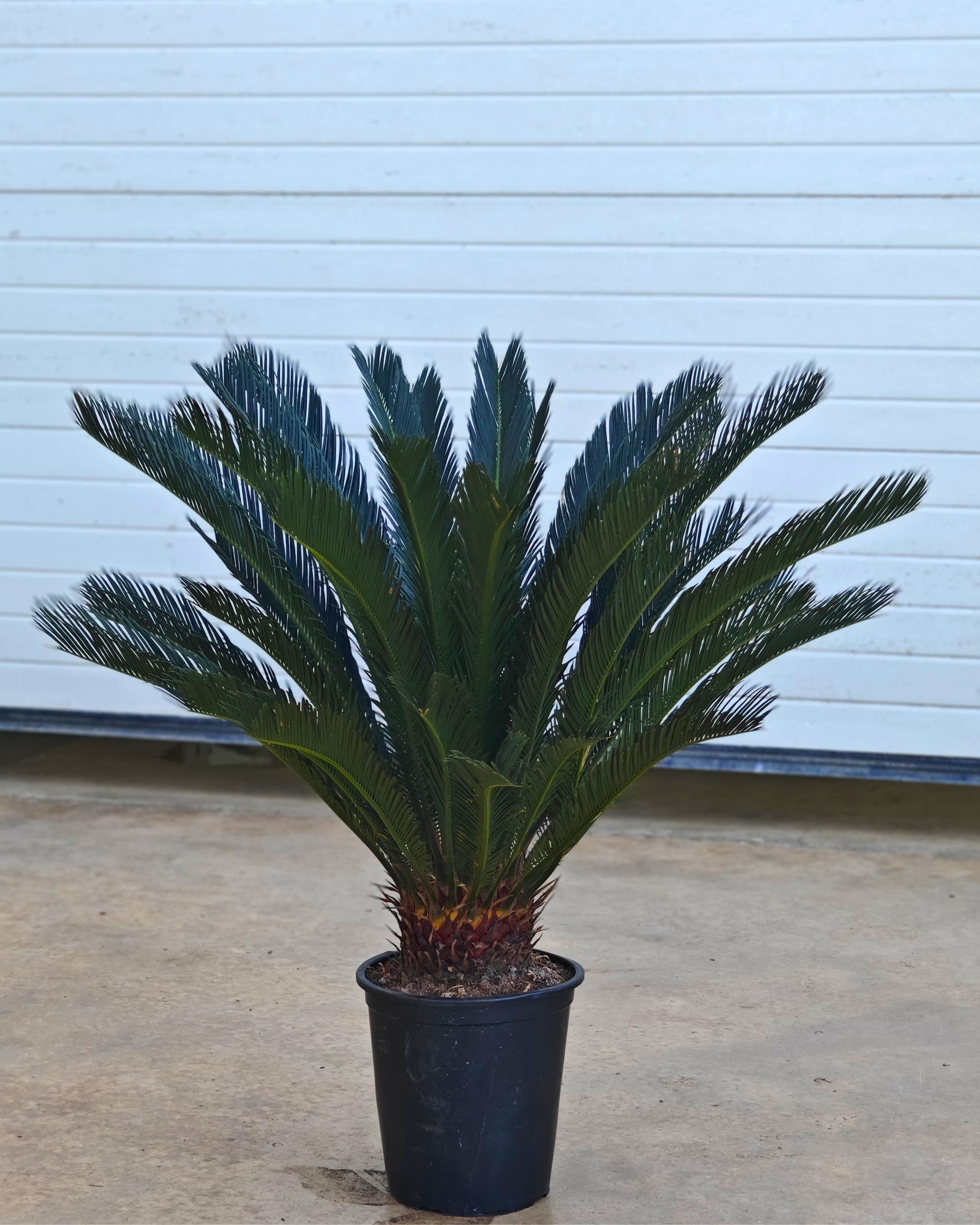 Dev Sikas Bitkisi (Japon Sago Palmiyesi - Cycas Revoluta)