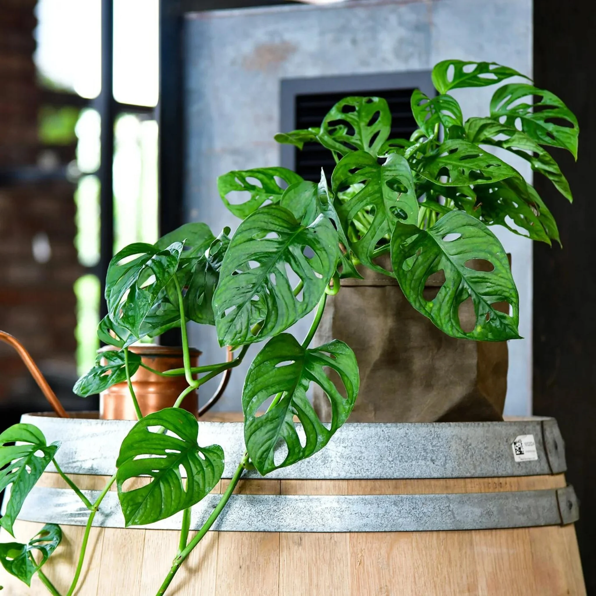 Deve Taban iei (Monstera Adansonii Monkey Mask) | Bitkim.com