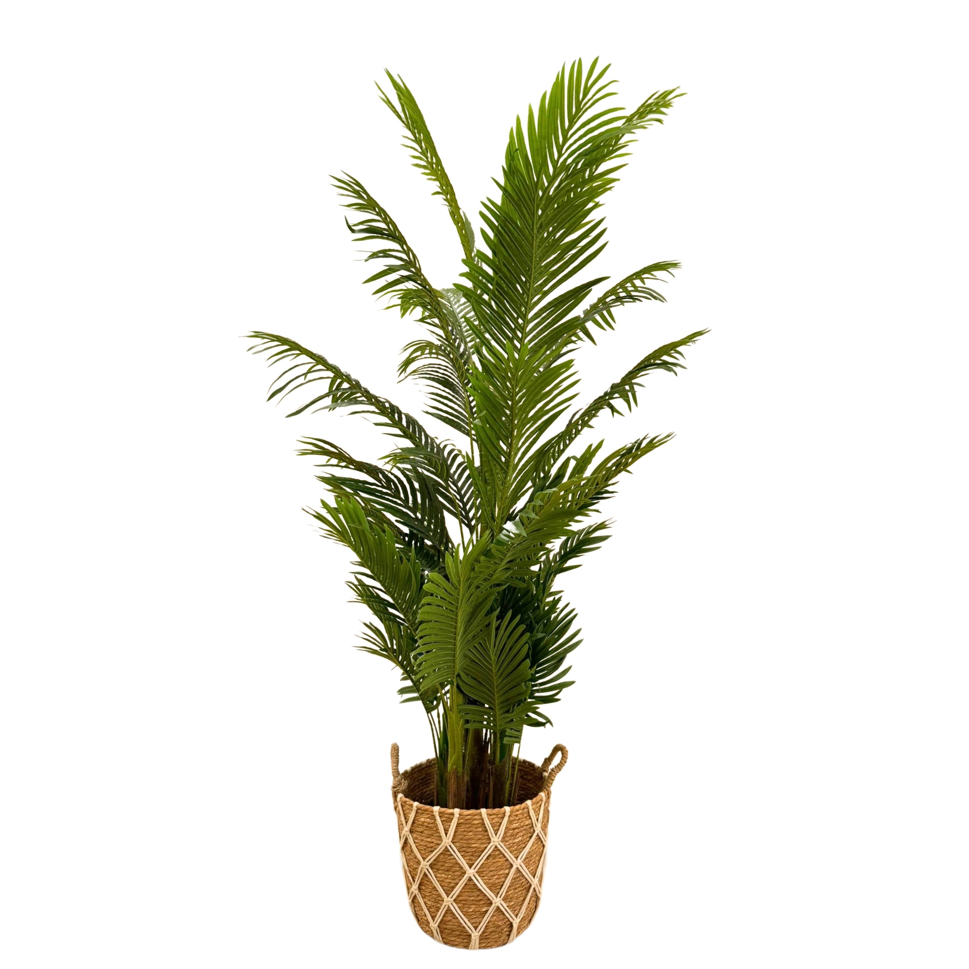 Yapay Areka Salon Palmiyesi Ağacı-İthal (Dypsis Lutescens)