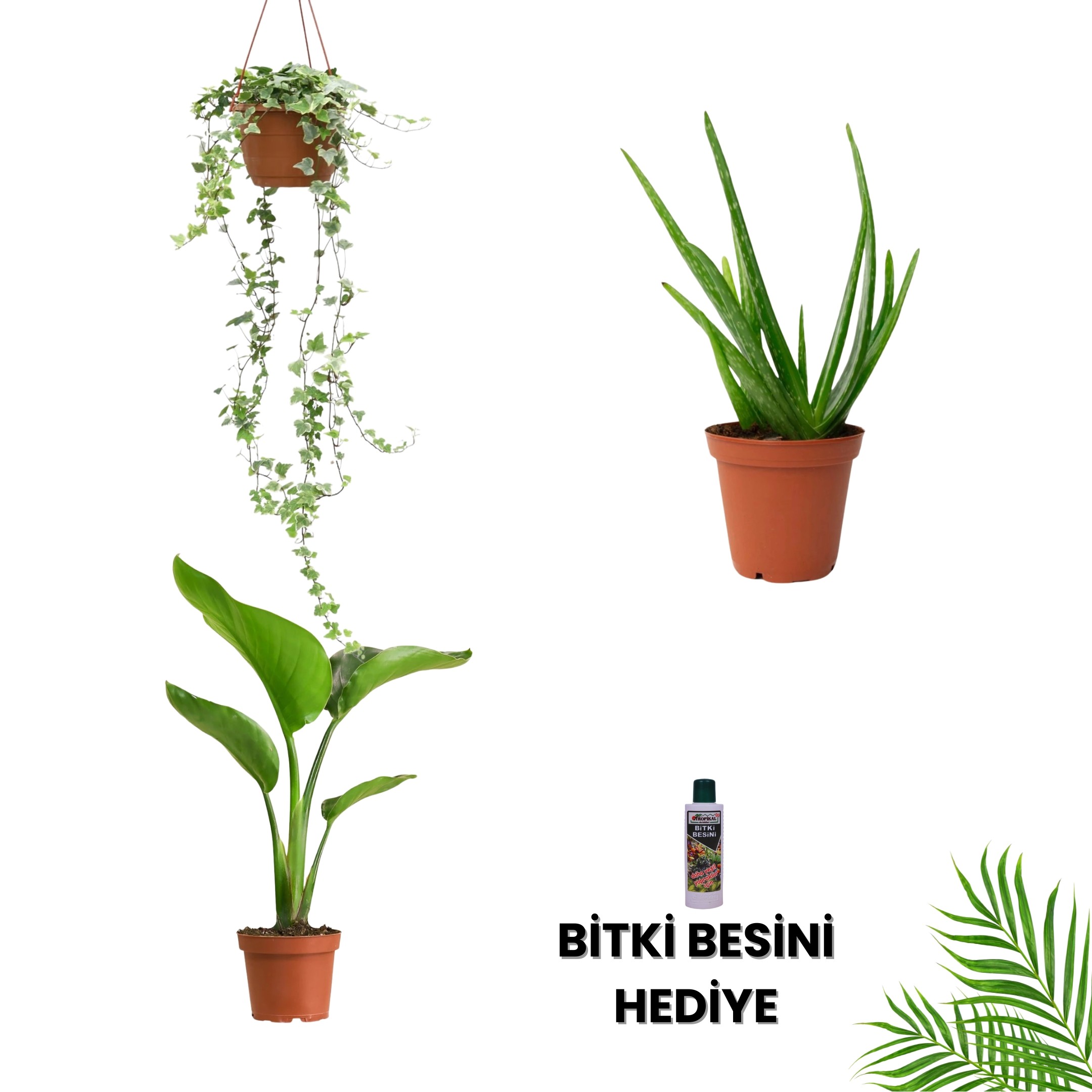 POPÜLER BİTKİ SETİ-Bitki Besini Hediyeli ( Askılı Hedera Duvar Sarmaşığı /  Aloe Vera / Starliçe 60 cm / Bitki Besini )