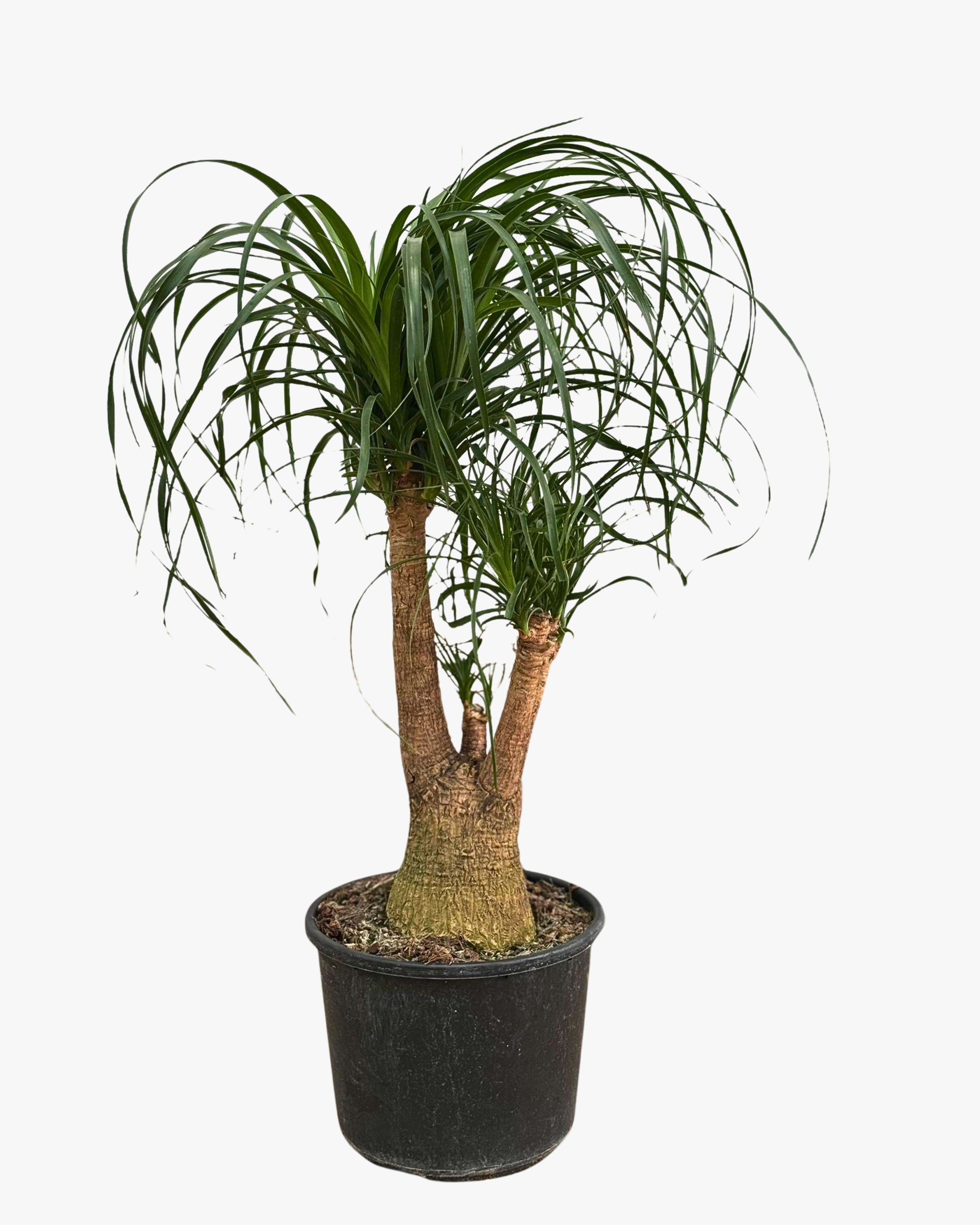 SALON BİTKİ SETİ ( Nolina Çok Köklü / Areka Salon Palmiyesi 120-140 cm / Monstera 50-60 cm )