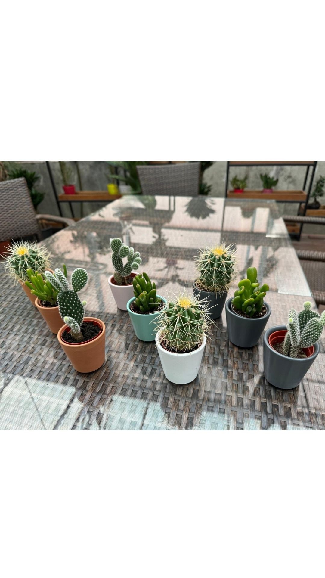 Kaktüs Sukulent Mix (Cactus-Succulent)