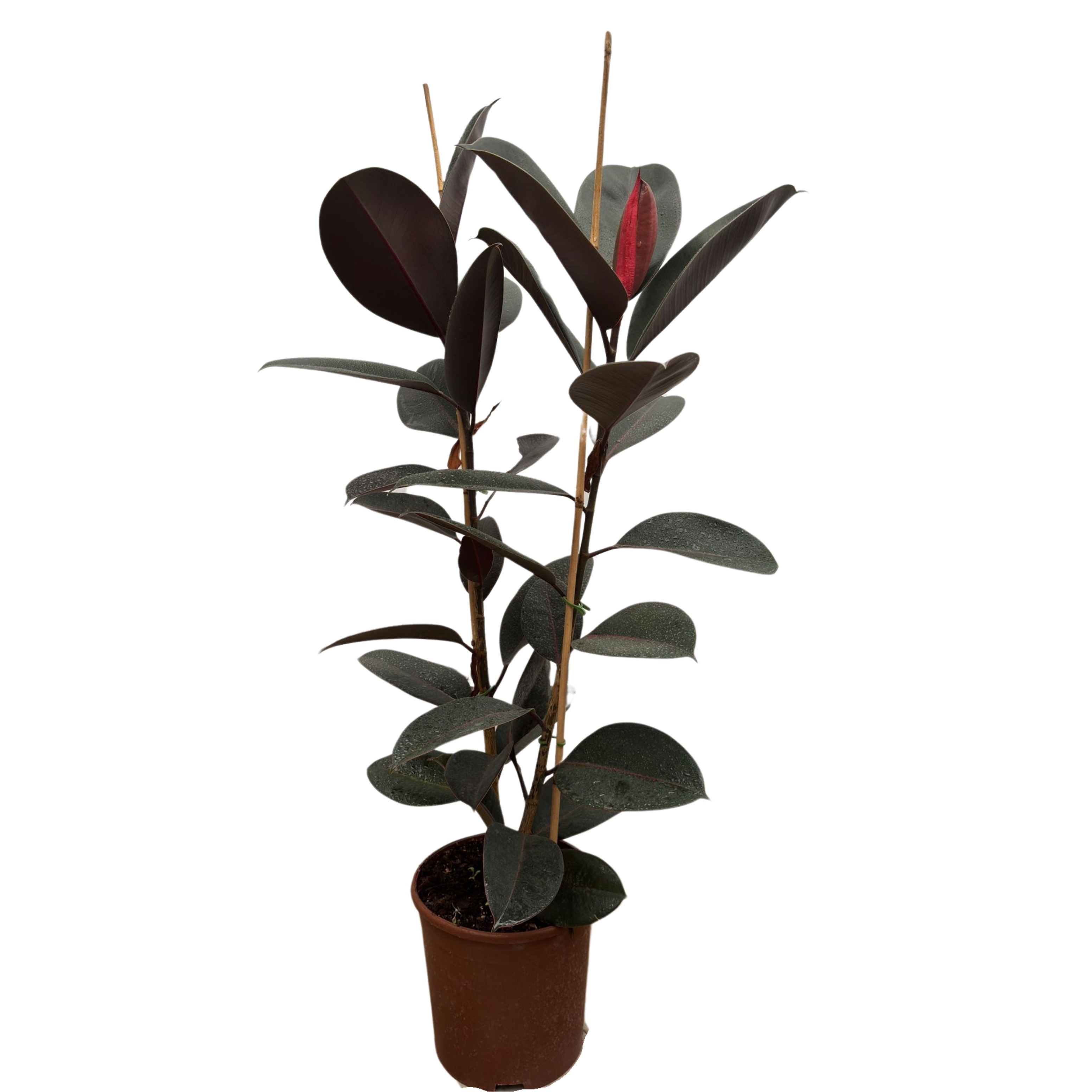 2 Gövdeli Siyah Kauçuk Çiçeği (Ficus Elastica Abidjan)