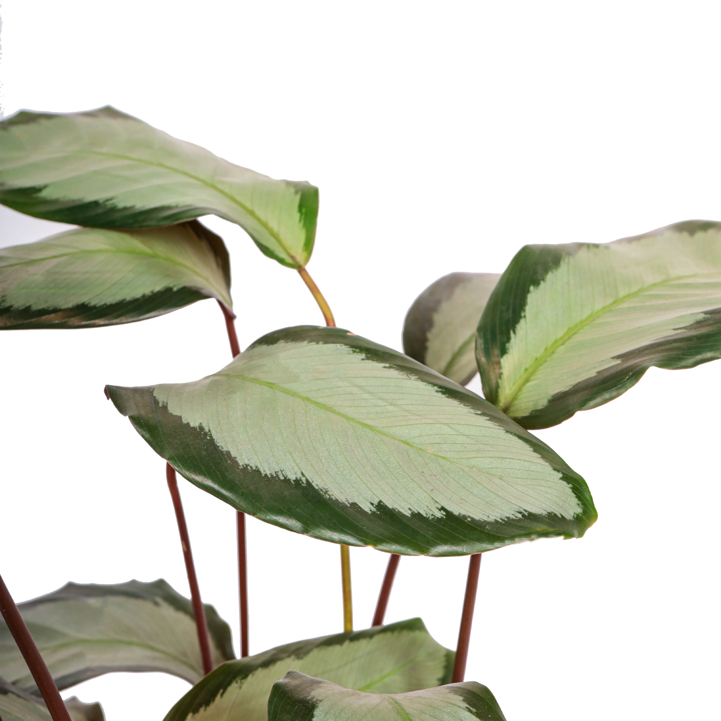 Dua Çiçeği (Kalatya Picturata - Calathea Picturata Argenta)