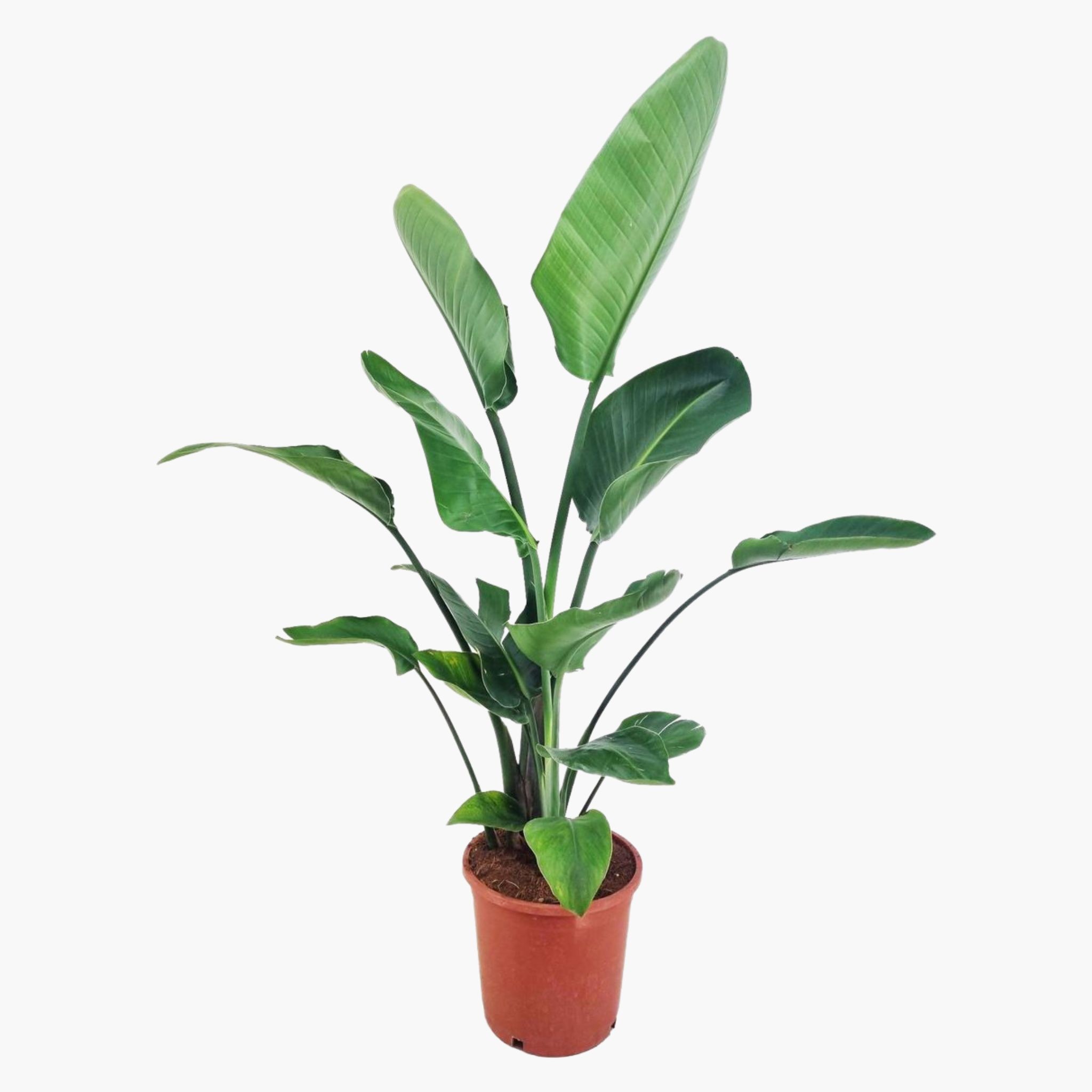 Starliçe - 2 Köklü XL (Cennet Kuşu Çiçeği - Strelitzia Nicolai)