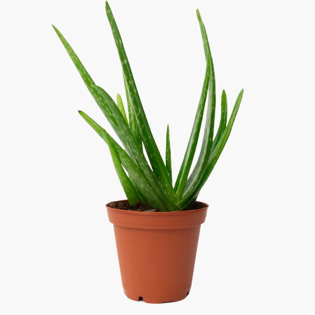 OFİS DEKORATİF BİTKİ SETİ-Bitki Besini Hediyeli ( Tek Gövdeli Lyrata 100 cm / Aloe Vera / Pilea / Bitki Besini )