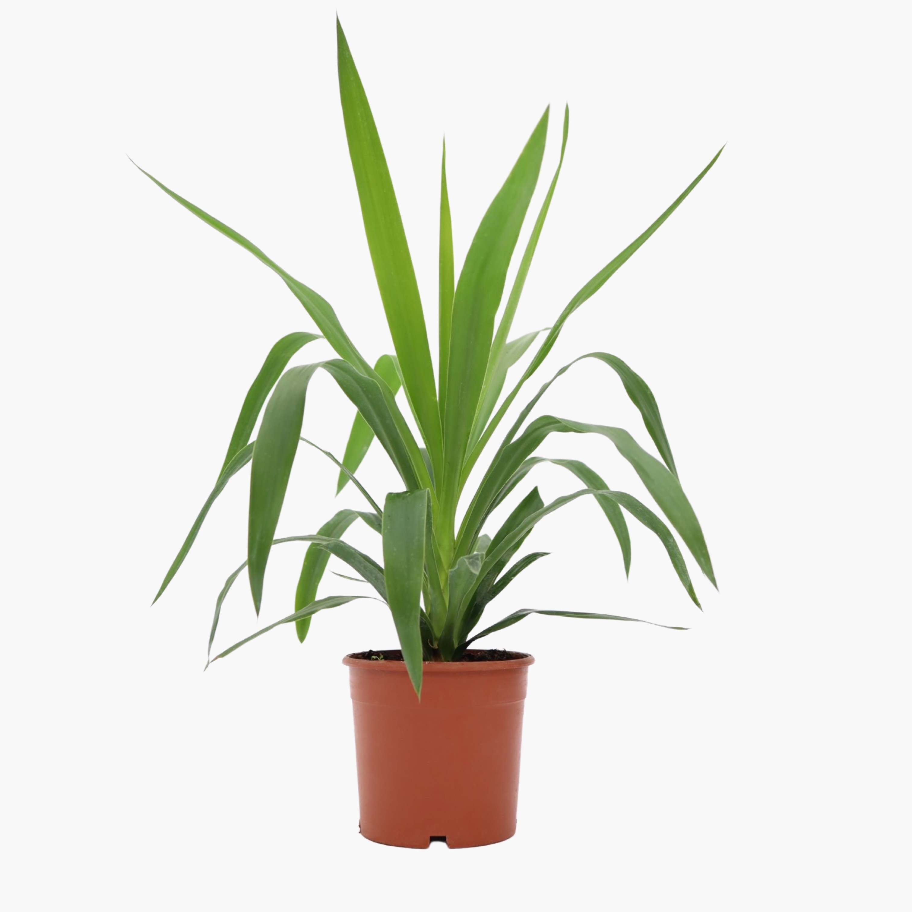 Yuka Çiçeği (Avize Çiçeği - Yucca Elephantipes)